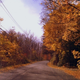 Illustration for article titled Shooting Challenge Fall Leaves Gallery 4